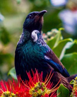 Tui Hibiscus Coast