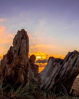 Hibiscus Coast New Zealand Orewa Beach