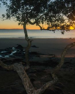 Stanmore Bay Hibiscus Coast.