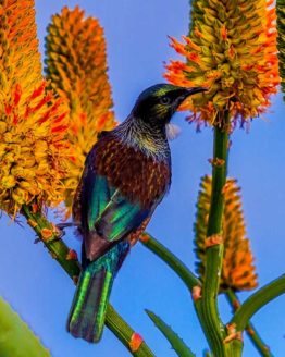 Hibiscus Coast Tui