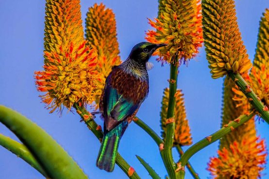 Hibiscus Coast Tui