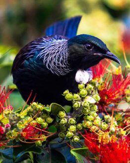 Tui Hibiscus Coast