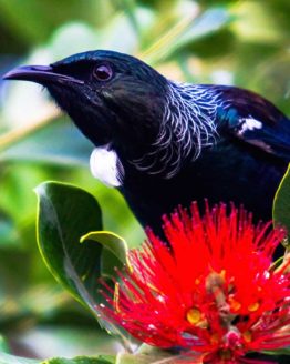 Tui Hibiscus Coast