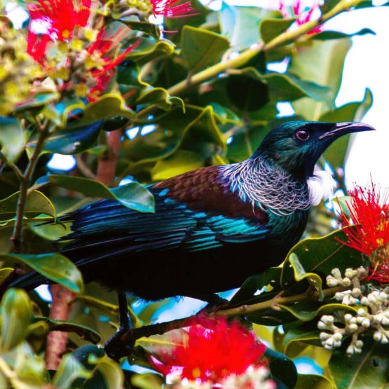 Tui Fridge Magnets