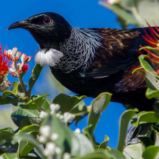 Tui Fridge Magnets