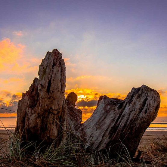 Orewa Beach Magnets Hibiscus Coast