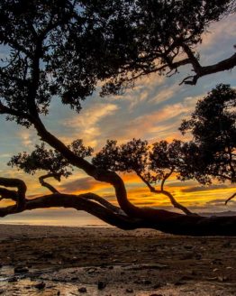 Stanmore Bay Hibiscus Coast.