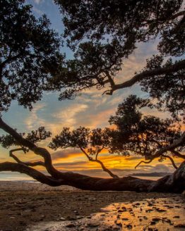 Stanmore Bay Hibiscus Coast.