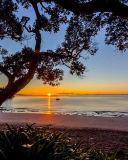 Little Manly Hibiscus Coast