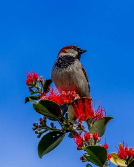 Hibiscus Coast Sparrow